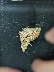 Parapoynx polydectalis