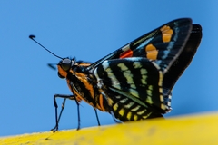 Mimoniades versicolor