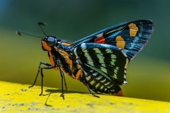 Mimoniades versicolor