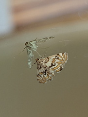 Parapoynx polydectalis