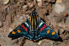 Mimoniades versicolor