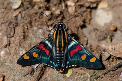 Mimoniades versicolor