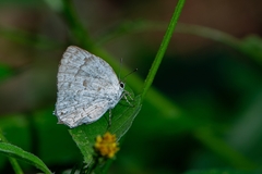 Ostrinotes sophocles