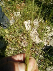 Triticum dicoccoides