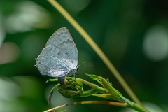 Ostrinotes sophocles