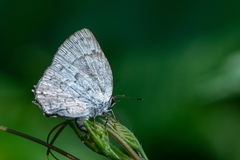 Ostrinotes sophocles