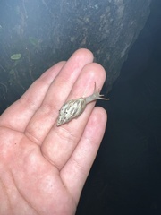 Drymaeus papyraceus