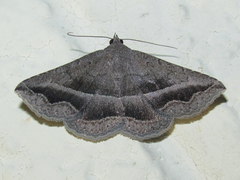 Lesmone griseipennis