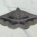 Gray-winged Owlet Moth - Photo (c) Chuck Sexton, some rights reserved (CC BY-NC), uploaded by Chuck Sexton