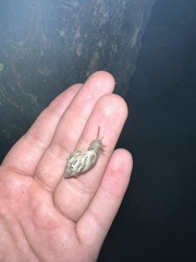 Drymaeus papyraceus