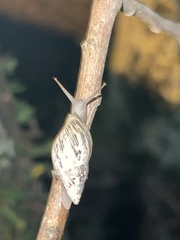 Drymaeus papyraceus
