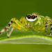Entelegyne Spiders - Photo (c) Dr Caesar Sengupta, some rights reserved (CC BY-NC), uploaded by Dr Caesar Sengupta