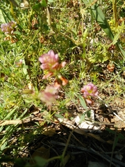 Trifolium grandiflorum