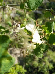Lonicera arborea