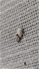 Opostegoides gephyraea