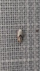 Opostegoides gephyraea