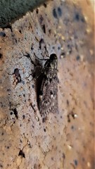 Mimaglossa nauplialis