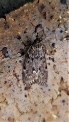 Mimaglossa nauplialis