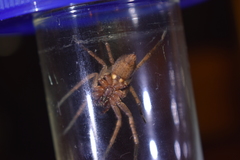 Tomopisthes horrendus