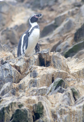 Spheniscus humboldti