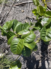 Echiteae