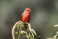 Pyrocephalus rubinus