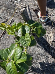 Echiteae