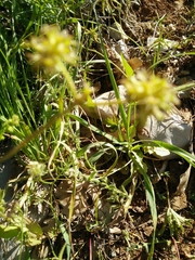 Valerianella echinata