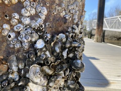 Amphibalanus subalbidus