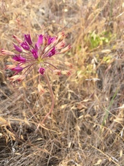 Allium crispum