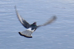 Columba livia domestica