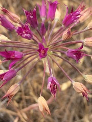 Allium crispum
