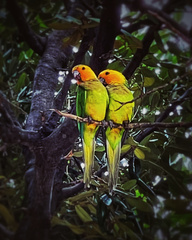 Eupsittula pertinax xanthogenia