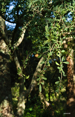 Acanthosyris spinescens