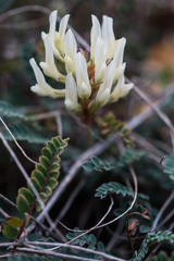 Astragalus monspessulanus