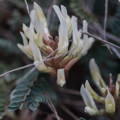 Astragalus monspessulanus