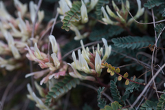Astragalus monspessulanus