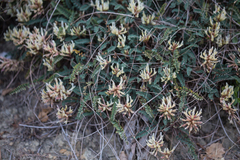 Astragalus monspessulanus