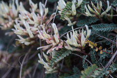 Astragalus monspessulanus