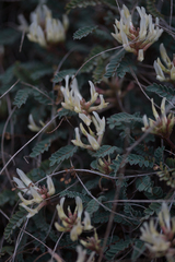 Astragalus monspessulanus