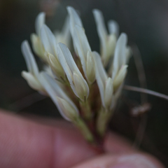Astragalus monspessulanus