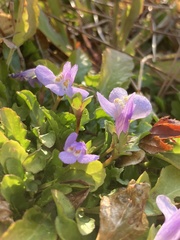 Mazus miquelii