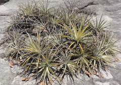 Encholirium spectabile