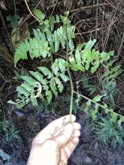 Cyathea borinquena