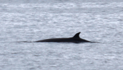 Balaenoptera borealis