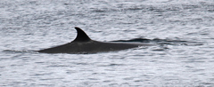 Balaenoptera borealis