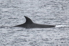 Balaenoptera borealis
