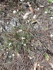 Syngonanthus flavidulus