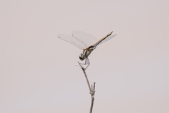 Tramea cophysa