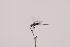 Tramea cophysa